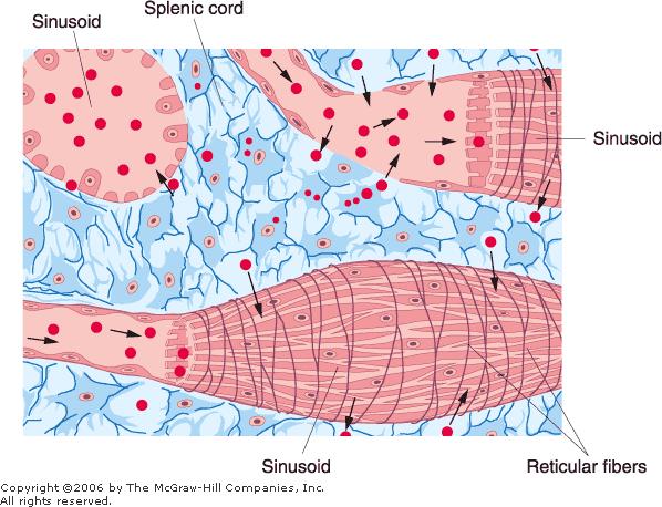 Sinusoids Elongated endothelial cells line the sinusoids of the spleen with the long axes parallel to the