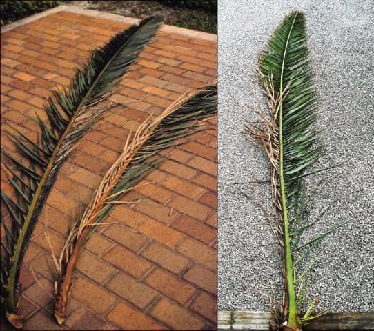 Fusarium wilt of Canary Island date palm