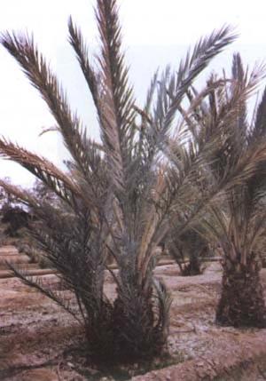 Fusarium wilt of date palm: Symptoms Progression