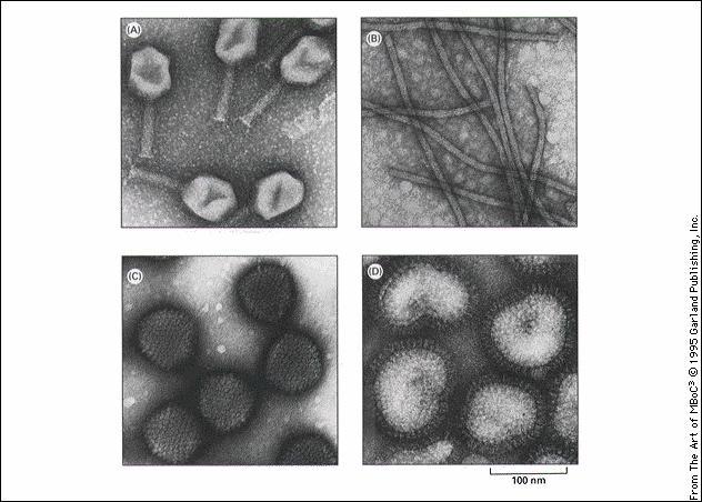 D. Examples of Viral/Phage Shapes Figure 2. Source: Alberts et al.