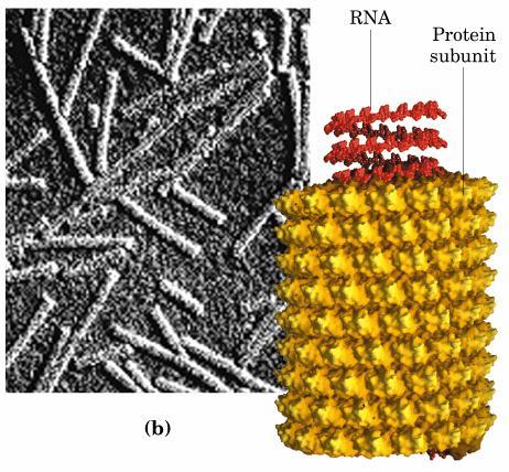 Adenovirus with dsdna and attached primer proteins EM D: Influenza virus with a capsid plus a membrane and ssrnas genome. Figure 3.