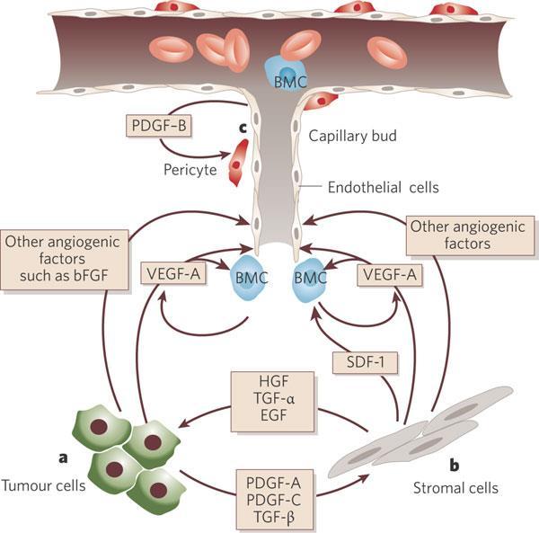 Ferrara & Kerbel, Nature 2005 Angiogenesis Key Pathways Tumour growth requires angiogenesis Interacting network of signals Positive & negative
