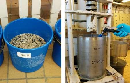 After the first wash (left) and the second wash (right). The washing was finished by soaking the pulp overnight (~16 h) in the 10 litre bucket with 5 litres deionized water.
