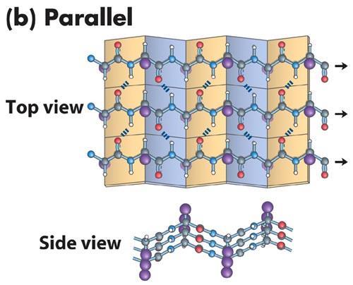 pleated sheets 3-stranded parallel β pleated sheet planes of peptide bonds ("pleats") indicated R groups (purple)