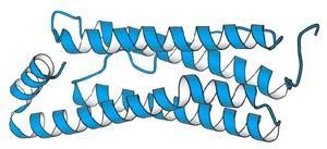 2-33 Myoglobin (O 2 -binding protein especially rich in muscle cells) < space-filling