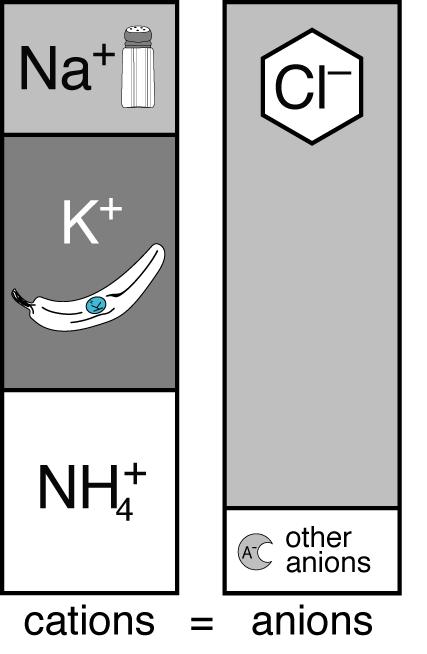 Urinary anion gap: (Na + + K +