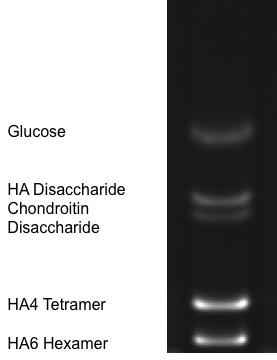 2. To make HA tetramers and hexamers, add 100 μl Sodium Hyaluronate (1mg/ml) to two separate 1.5 ml tubes.