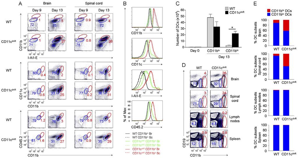 Figure 3. Inflamed CNS of CD11c dnr mice revealed massive production of highly mature DCs lacking TGF-bR signaling. (A) Flow cytometry of CD11b versus I-A/I-E, CD11c versus CD11b, and CD45.