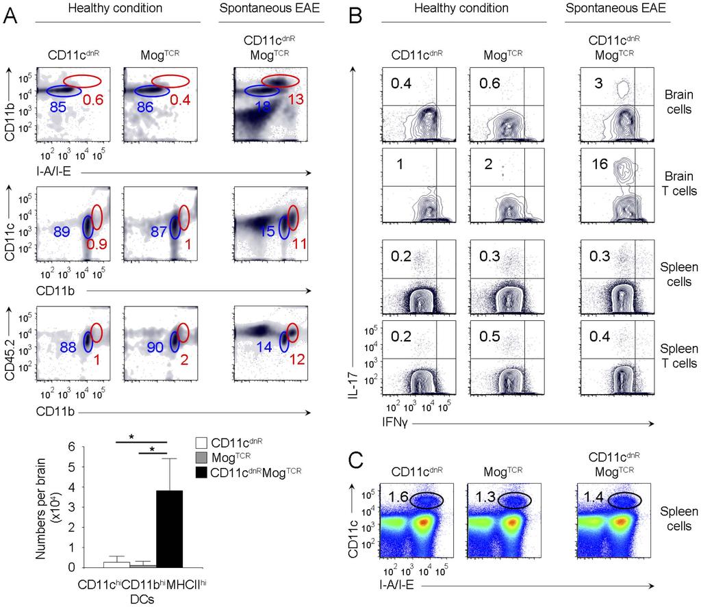 Figure 5. Disease severity in CD11c dnr Mog TCR mice correlates with CNS uncontrolled production of mature DCs lacking TGF-bR signaling.