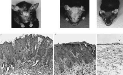 ANIMAL MODELS OF ATOPIC DERMATITIS KCASP1Tg KIL-18Tg WT Fig. 1 Clinical and histopathological findings in KCASP1Tg and KIL-18Tg an aspartate site.