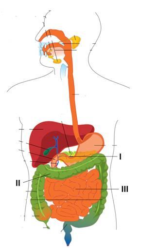 24. The diagram below shows the human digestive system.