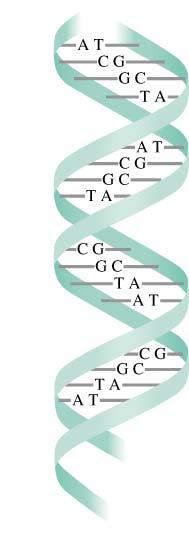 Base pair formation in DNA -two strands of DNA hydrogen bond to and coil around each other forming a double helix: (base pair) two-stranded DNA double helix Chargaff s Rules Q: DNA from sea urchins