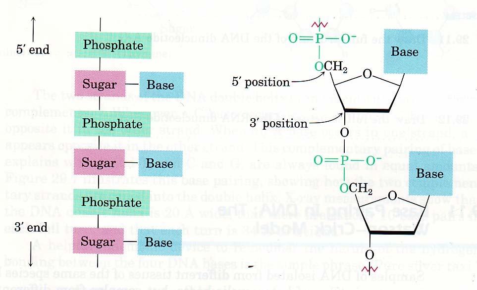 What is a nucleotide?