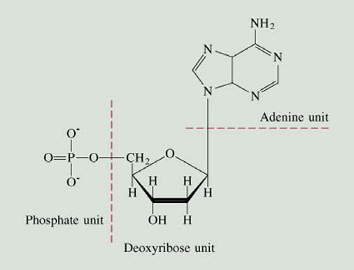 together  -a sugar-phosphate-base unit is