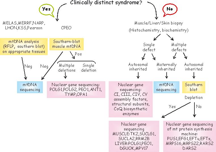 Molecular diagnosis of mitochondrial disorders 1263 Figure 2 Algorithm for the genetic analysis of MIDs. muscle is the predominantly affected organ.