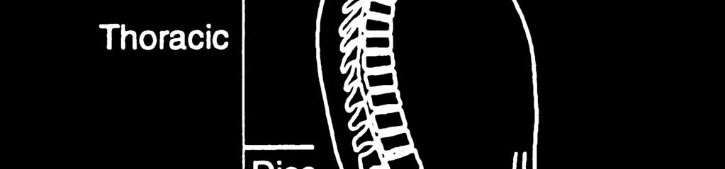 Your back consists of your spine, made up of 24 smaller bones called vertebrae, and a larger bone called