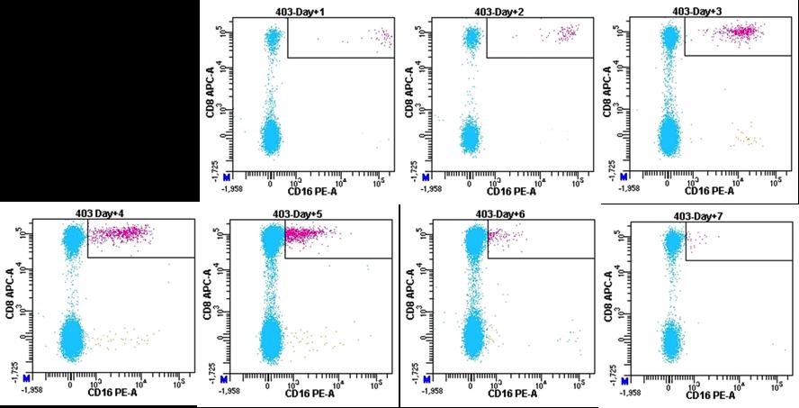 ACTR Pharmacokinetics Peripheral blood from ATTCK20 mrna patient isolated post-infusion and characterized by flow cytometry ACTR T cells