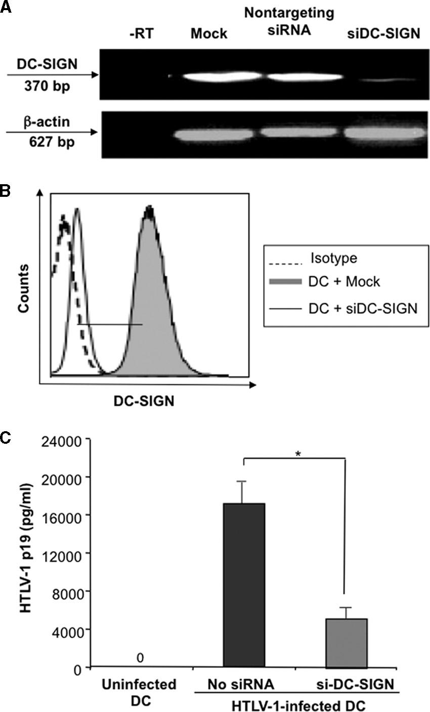 VOL. 83, 2009 DC-SIGN-MEDIATED HTLV-1 TRANSMISSION AND INFECTION 10917 FIG. 7. Silencing of DC-SIGN expression inhibits HTLV-1 infection of DCs.