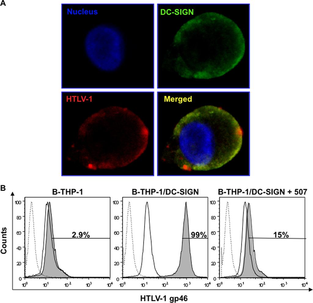 10910 JAIN ET AL. J. VIROL. FIG. 2. HTLV-1 colocalizes with DC-SIGN on B-THP-1 cells. (A) A fraction of cells from the QDot binding assay were analyzed by confocal microscopy.