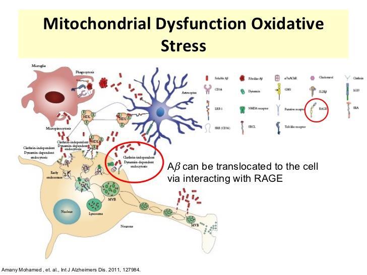 Oxidative stress Mitochondrial dysfunction and oxidative stress play key roles in the pathogenesis of both diseases and