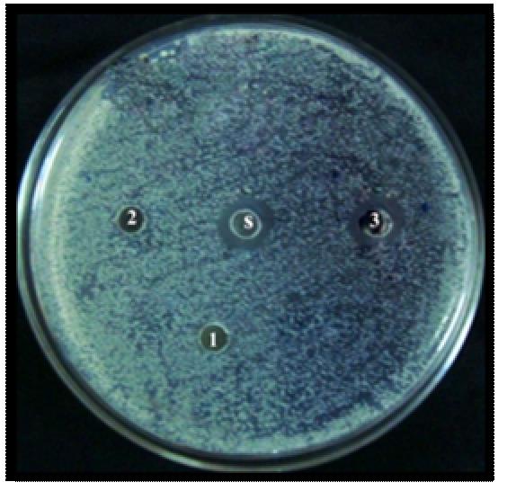 The plates Well diffusion method were incubated at 37 C for 24 hours and l of test bacterial subculture diameter of