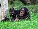 Dry leaves Natural soil and vegetation FORAGING and diet for captive chimpanzees What is foraging? Foraging doesn t equal eating!