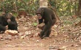 Tool use Chimpanzees have incredible motor skills and learning abilities.