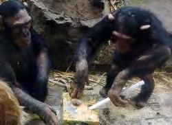 com/2007/03/01/chimpanzees-makespears-to-hunt-bushbabies/ http://arkive.