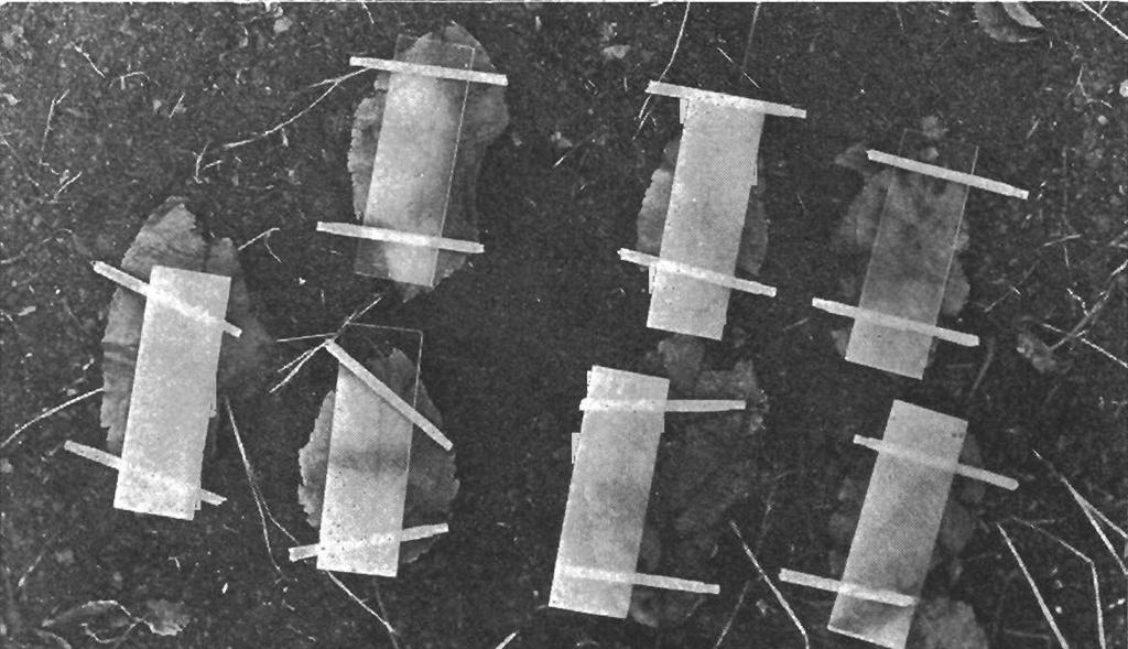 4 tissues, mounted on slides, nd exmined with the microscope. The contents were observed to be composed of undifferentited protoplsm.