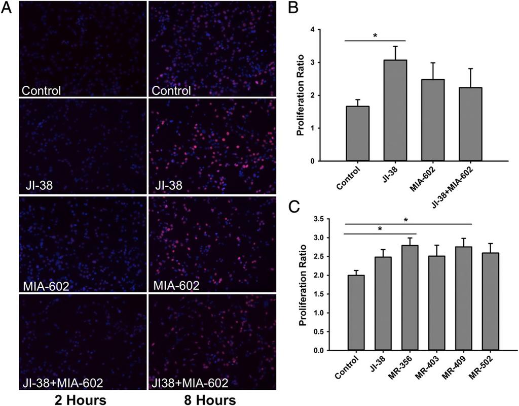 Fig. 2. Effect of GHRH-R agonists on proliferation of cardiac stem cells.