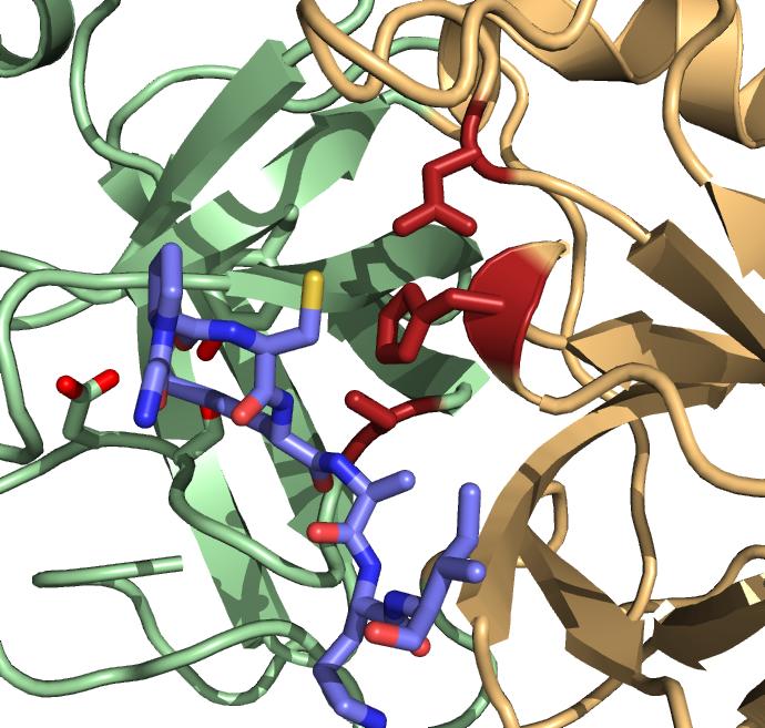 Catalytic Triad of Serine Proteases P3P2P1P1 P2 P3 Substrate-analogue complex: reaction