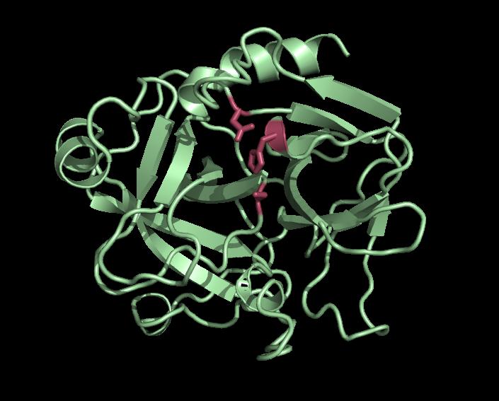 Catalytic Triad of Serine Proteases Chymotrypsin (PDB entry
