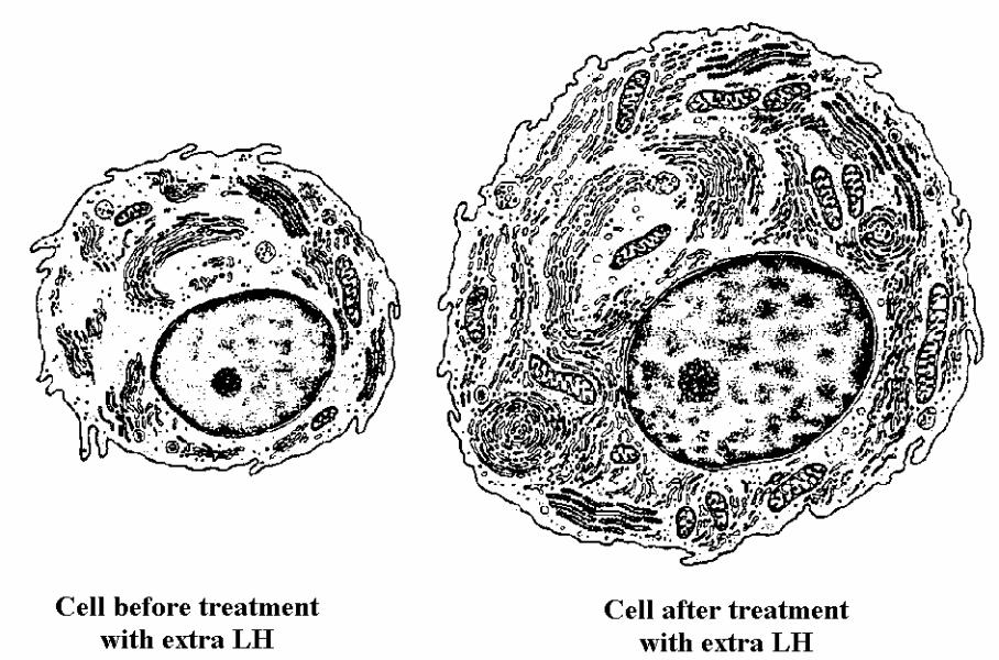 2. Some men are infertile because they do not produce sufficient LH. The drawings show a Leydig cell from a testis before and after such a person had been treated with extra LH.
