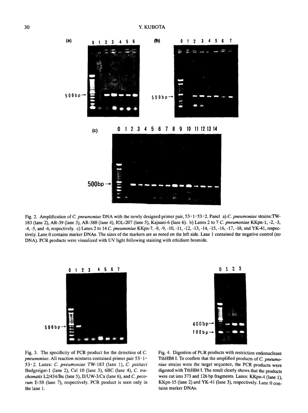 30 Y. KUBOTA Fig. 2. Amplification of C. pneumoniae DNA with the newly designed primer pair, 53.1-53.2. Panel a) C.