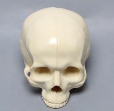 00 #1345-3 SKULL Solid white plastic. With mandible.