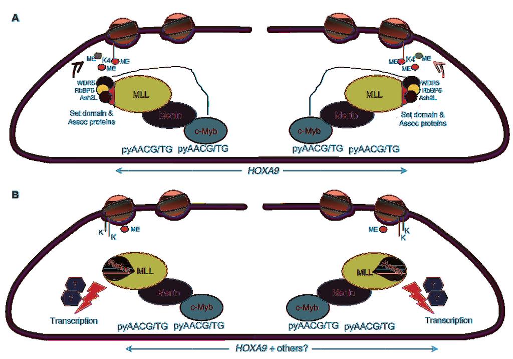 Figure 9 c-myb binds to menin-mll and directs the complex to canonical c-myb binding sites in the HOXA9 promoter locus.
