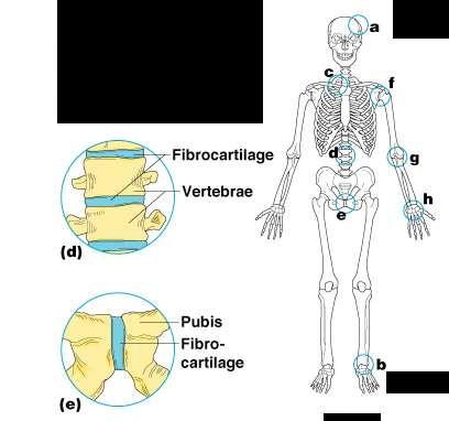 Cartilaginous Joints Bones connected by cartilage