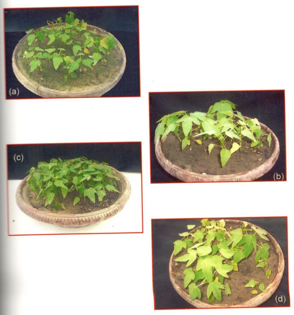 Citation: Najam A, Awasthi LP, Verma HN. Ecofriendly management of natural infection of viruses in papaya (Carica papaya L.) by phytoproteins, isolated from B. diffusa and C.
