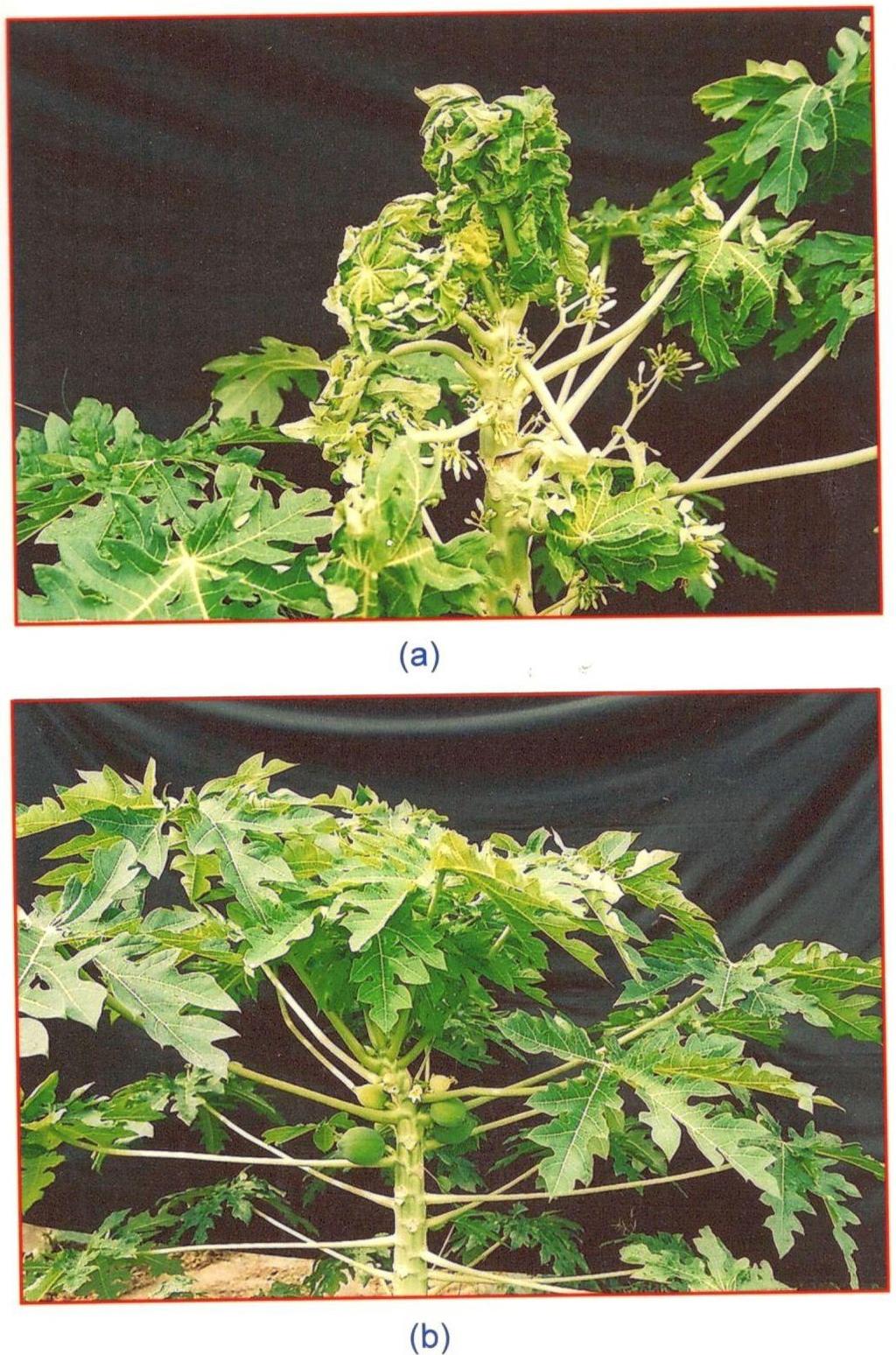 Citation: Najam A, Awasthi LP, Verma HN. Ecofriendly management of natural infection of viruses in papaya (Carica papaya L.) by phytoproteins, isolated from B. diffusa and C.