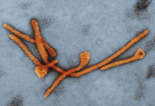Tracking down new pathogens The animal kingdom is a veritable breeding ground for pathogens.