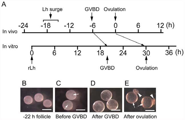 germinal vesicle (GVBD), and ovulation at approximately 21, 6, and 0 h, respectively, before the start of the light period [62,63]. Ovarian follicles were staged as described previously [72].