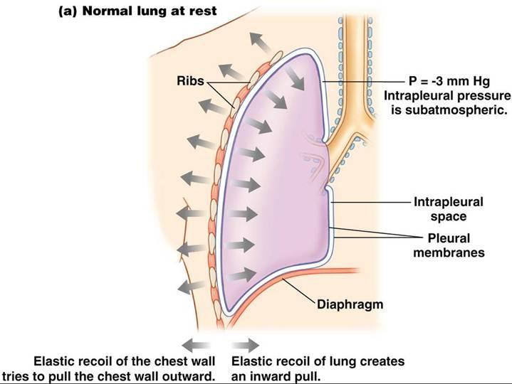 Normal Mechanics of Exhalation Inspiratory muscles relax Passive elastic recoil Increase in alveolar pressure Air flows out of the lungs https://www.google.com/search?