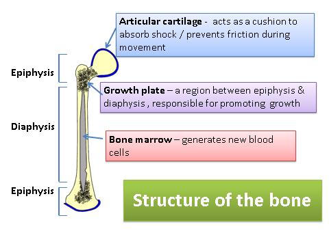 Structure of the bone Ossification process.