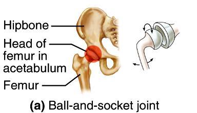 Type of synovial joint Examples from skeleton Description Movements likely Ball & Socket A ball