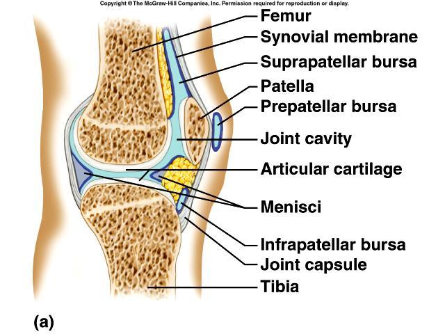 Structures & functions to help stabilise synovial joints Joints Structure of Synovial Feature Structure Stability Function Joint capsule Fibrous tissue encasing the joint Helps to strengthen the