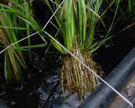 Disinfection and survival of vetiver