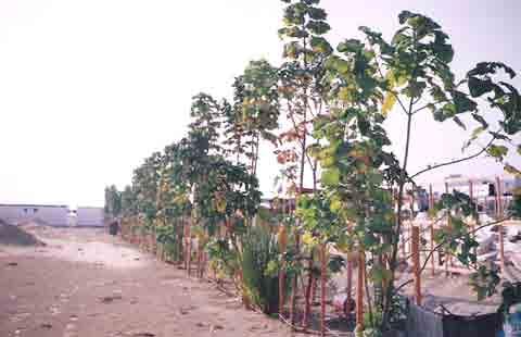 Vetiver and Paulownia trees in Dubai Vetiver