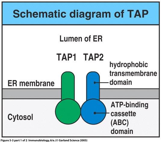 Class I Ag processing TAP= transporters associated