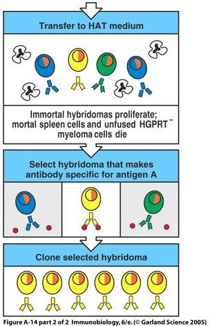 Monoclonal antibody production HGPRT=