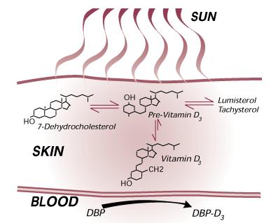 Vitamin D & UVB Exposure Vitamin D is made in the skin upon exposure to UVB radiation.